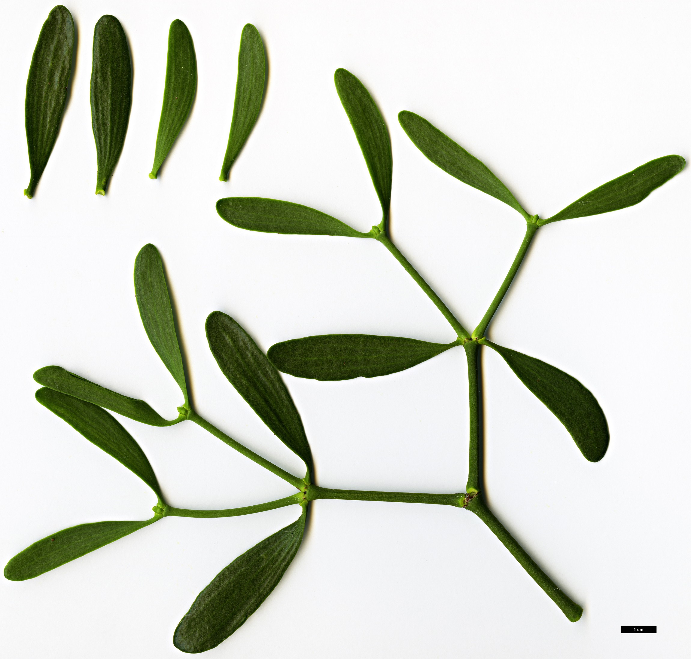 High resolution image: Family: Santalaceae - Genus: Viscum - Taxon: album High resolution image: Family: Santalaceae - Genus: Viscum - Taxon: album